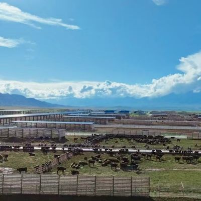 Galvanisierter Stahl-Kuhstall für Milchvieh 20+ Jahre Lebensdauer