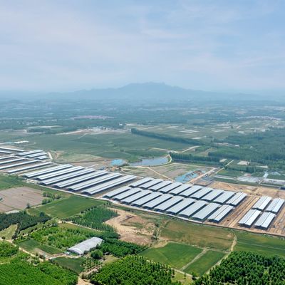 Design Lieferung Moderne Stahlkonstruktion Milchfarm Schuppen Metall Rinderstall mit Lüftungssystem