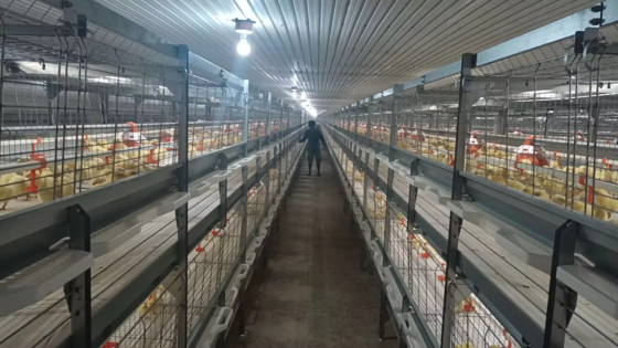 Geflügelhaus für Broiler-, Schicht- und Zuchtbetriebe    Prefabrizierte Stahlkonstruktion mit isolierten Platten und Lüftungssystem