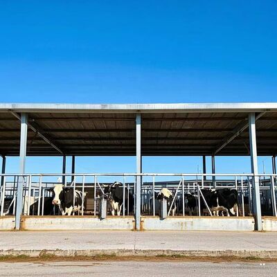 Vorgefertigte Gebäude Geflügelhaus Stahlkonstruktion Geflügelfarmhaus Stahlbauwerk für Kuhschuppen