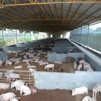 Vorgefertigte Gebäude Geflügelhaus Stahlkonstruktion Geflügelfarmhaus Stahlbauwerk für Kuhschuppen