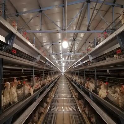Vorgefertigte Gebäude Geflügelhaus Stahlkonstruktion Geflügelfarmhaus Stahlbauwerk für Kuhschuppen