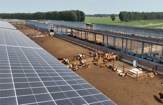 Galvanisierter Stahlrahmen Rinderstall mit automatischem Viehfütterungssystem und optionalem Solarpanel